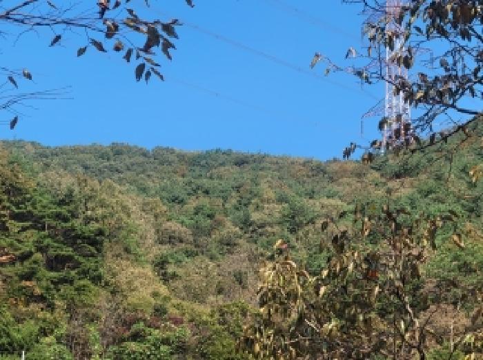 본건
