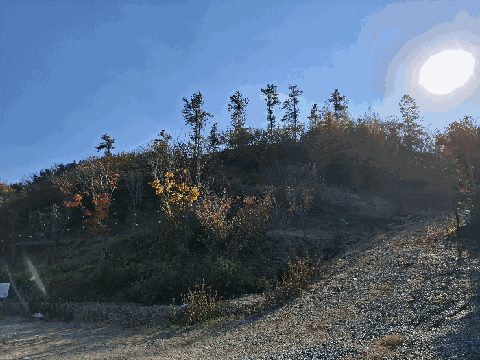 본건 동측 근경