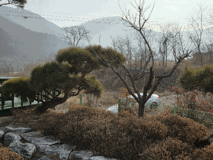 기호(ㅍ) 제시외 수목