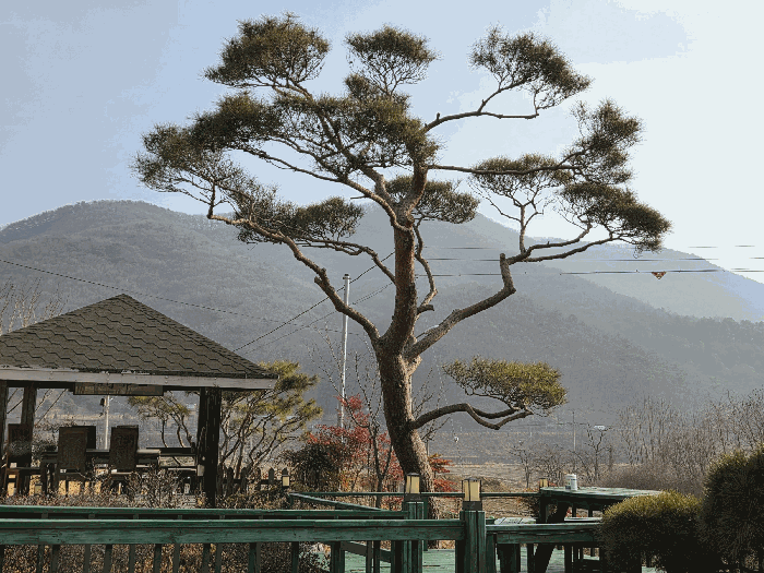 기호(ㅍ) 제시외 수목