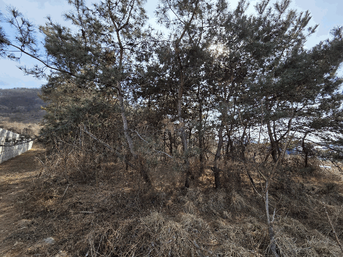 제시외수목-1