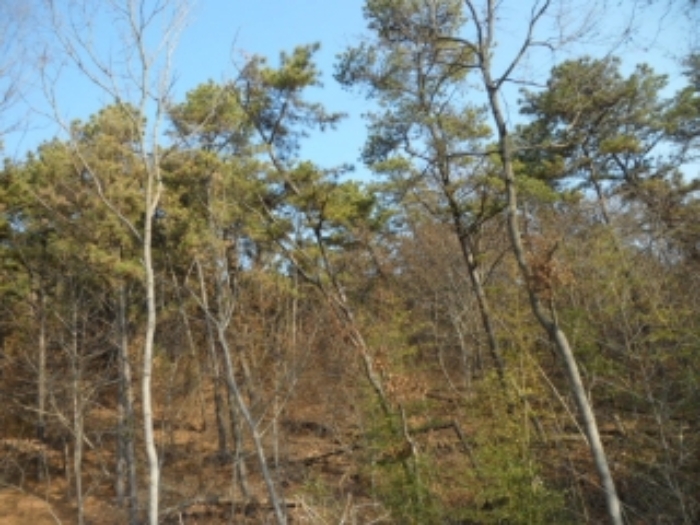 임야 상태