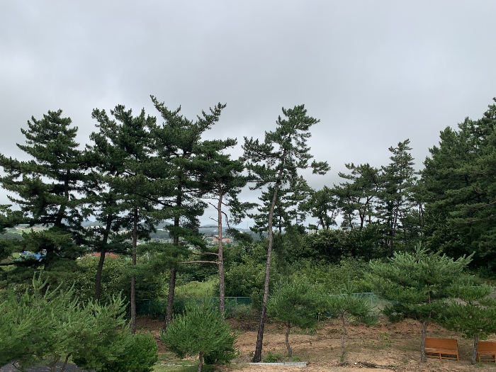 제시외수목 ㉦