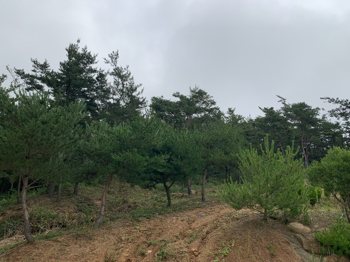 제시외수목 ㉦
