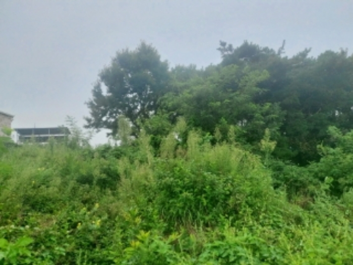 2024타경57451