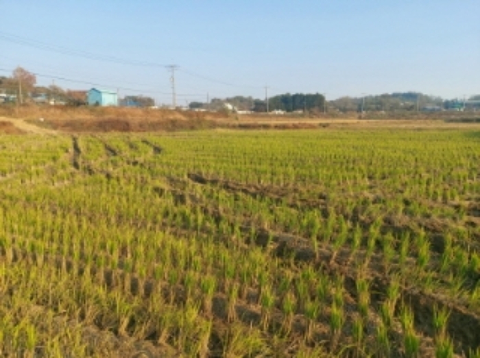 2024타경60006