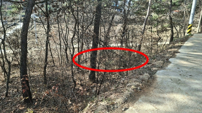 본건 전경(북동측 도로변에서 촬영)