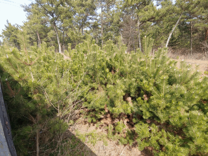 제시외 수목 전경