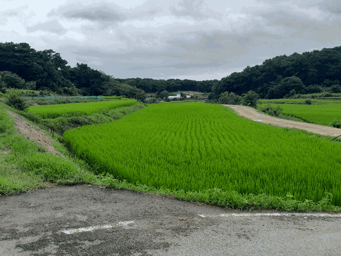 본건 전경
