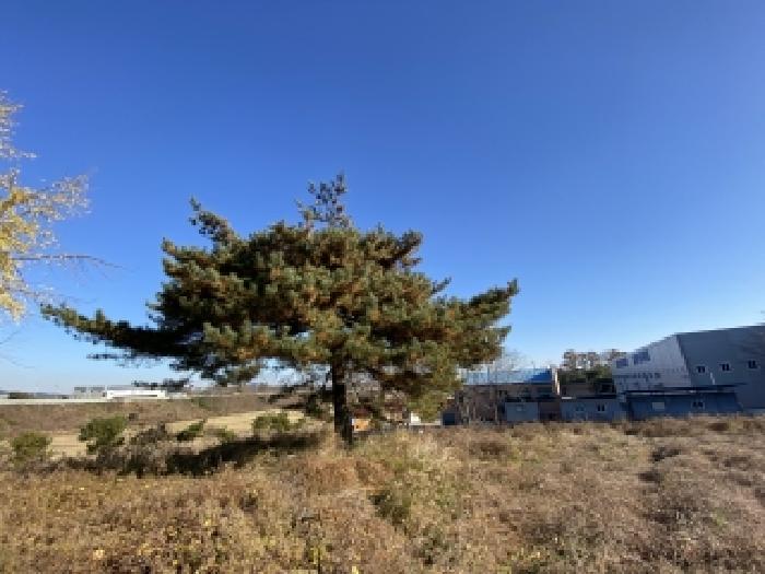 목록 1 북쪽 경계부분 소나무