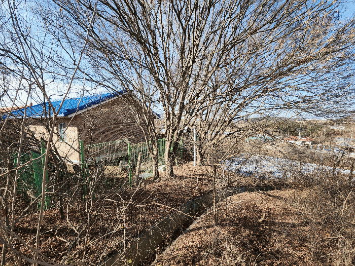 제시외수목 ㉡