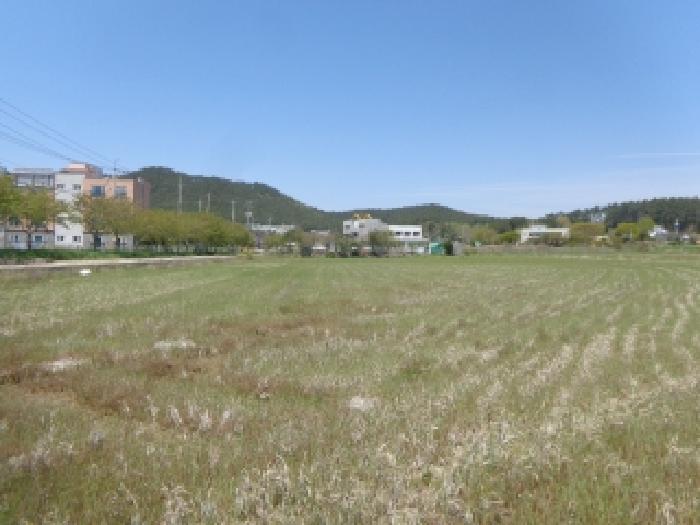 인접한 신덕리 154 답에서 바라본 모습