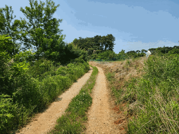 기호(3) 동측 농로 전경