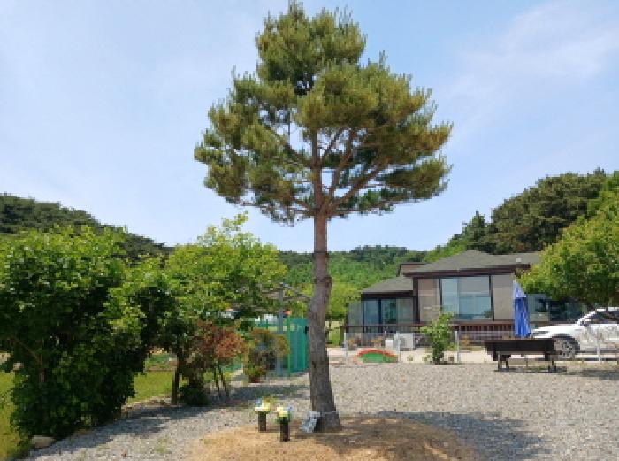 목록3 (소나무,수목장)