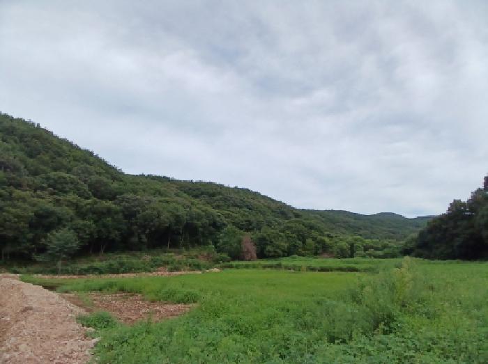 전경(임야)