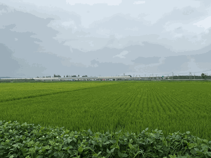 본건 전경