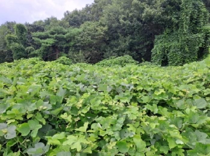 목록 20, 38 전경