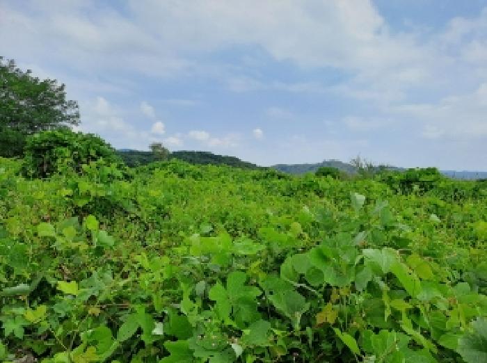 목록 22, 43 전경