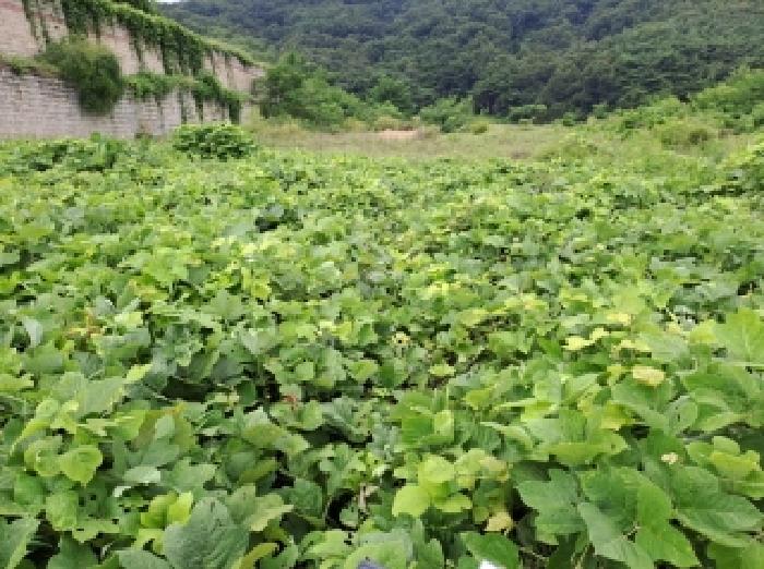 목록 6, 42 전경