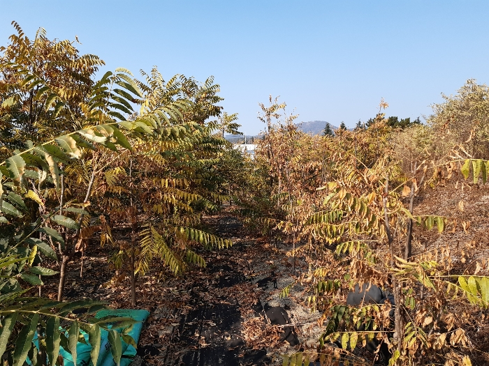 내부 수목(가죽나무) 전경