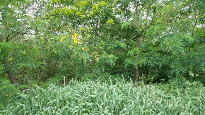 본건 전경