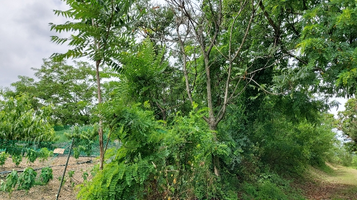 본건 전경