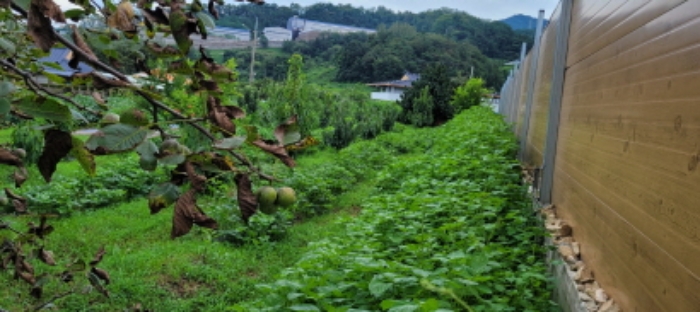 북삼읍 보손리 634-1 전경 - 감나무, 석류나무, 대추나무, 기타 채소 등이