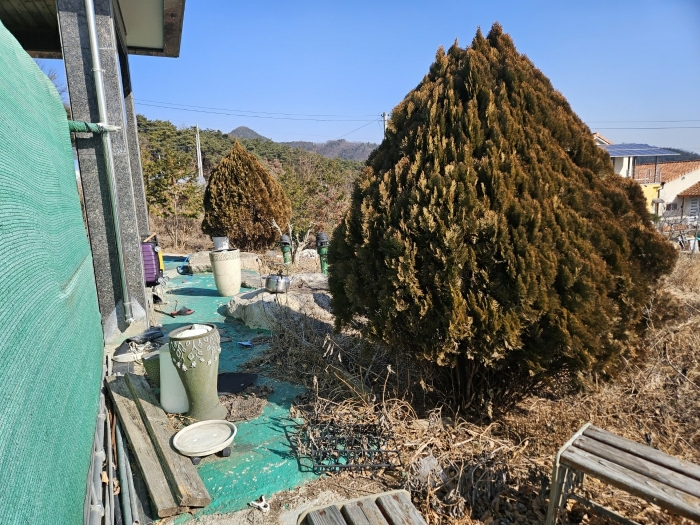 정원수