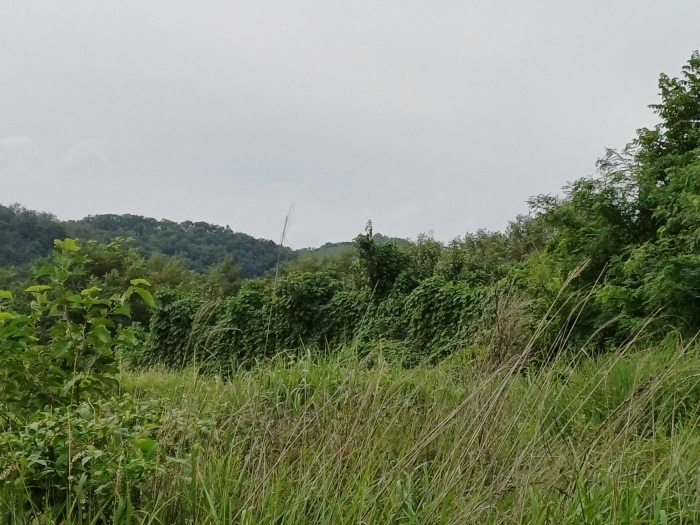 남측 인근에서 본 주위상황