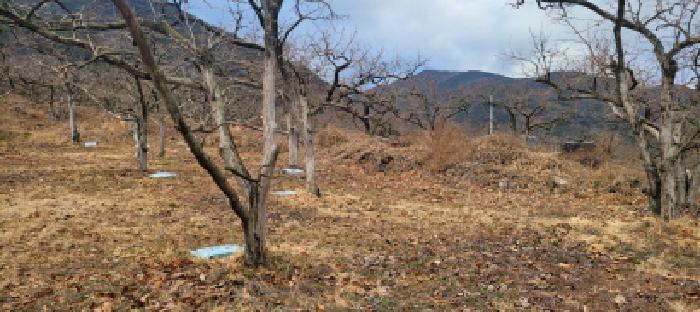 매전면 온막리 499 전경 - 감나무 수십주 이상 식재되어 있음.