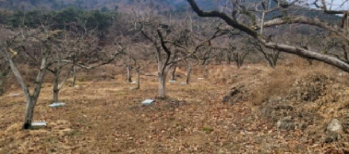 매전면 온막리 499 전경 - 감나무 수십주 이상 식재되어 있음.