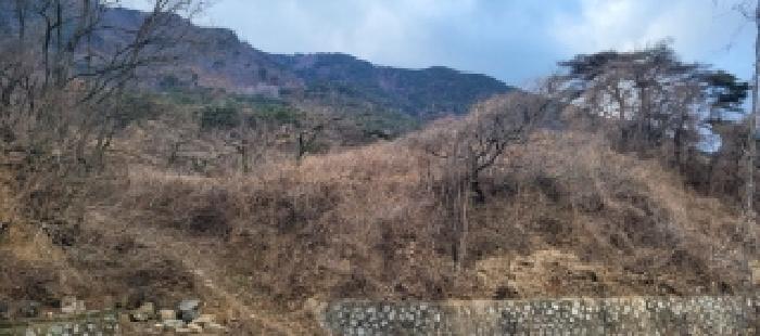 매전면 온막리 499 전경 - 감나무 수십주 이상 식재되어 있음.