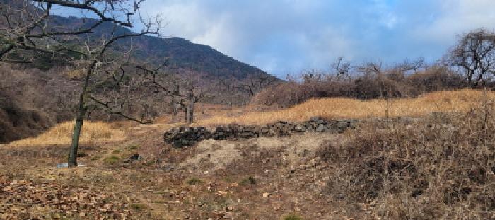 매전면 온막리 499 전경 - 감나무 수십주 이상 식재되어 있음.