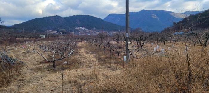 온막리 433 전경 - 복숭아 나무, 감나무 등 수십주 이상 식재되어 있음.