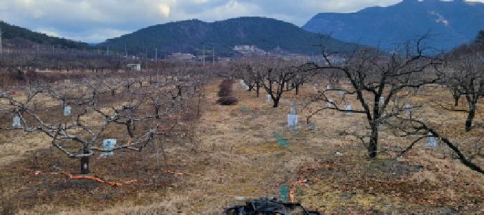 온막리 433 전경 - 복숭아 나무, 감나무 등 수십주 이상 식재되어 있음.
