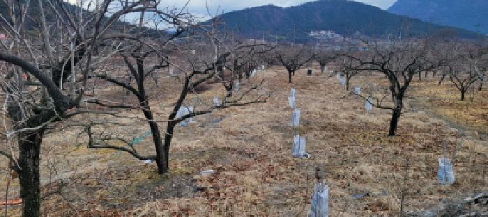 온막리 433 전경 - 복숭아 나무, 감나무 등 수십주 이상 식재되어 있음.