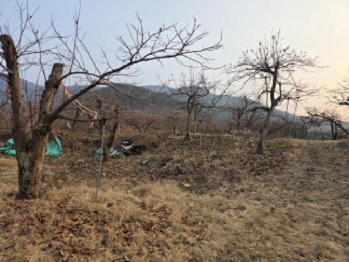 부야리 1231-2 전경 - 감나무 등 식재되어 있음.