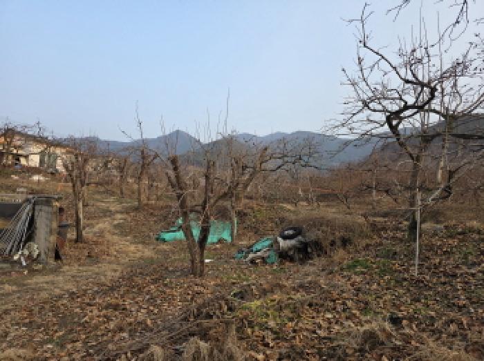 부야리 1231-2 전경 - 감나무 등 식재되어 있음.