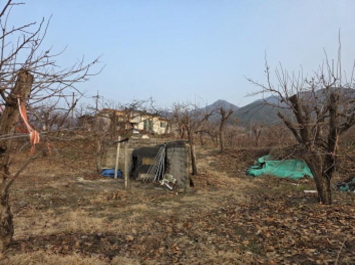부야리 1231-2 전경 - 감나무 등 식재되어 있음.
