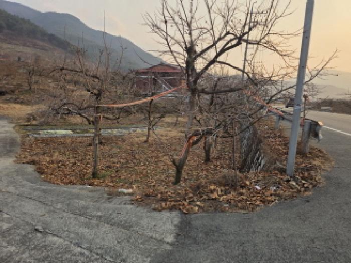부야리 1230-3 전경 - 감나무 식재되어 있음.