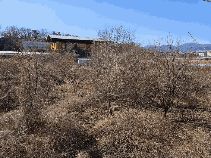 기호1) 지상의 과수목