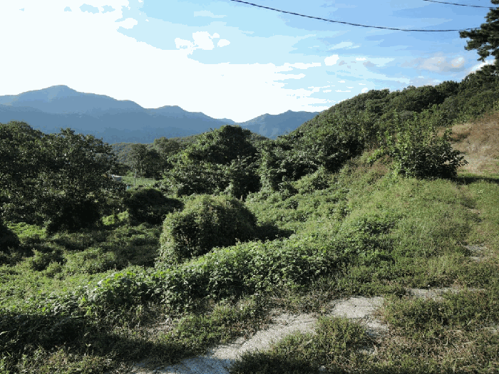 기호(1) 전경