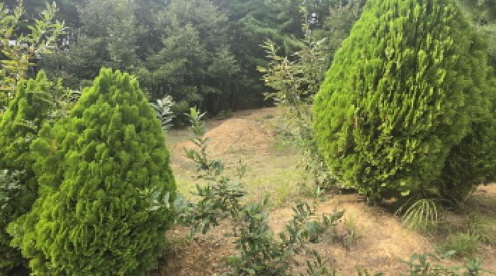 경북 칠곡군 가산면 학상리 산21-3. 임야의 상 묘지의 전경