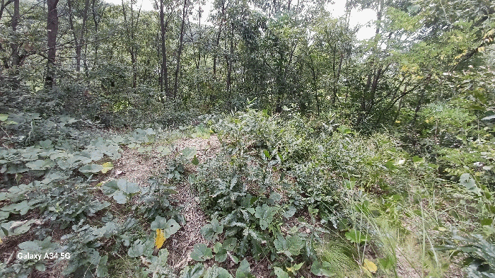 일련번호 2 소재 분묘