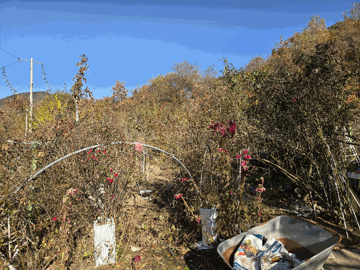 지상 수목