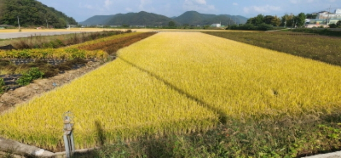 기호5,6,7번 전경