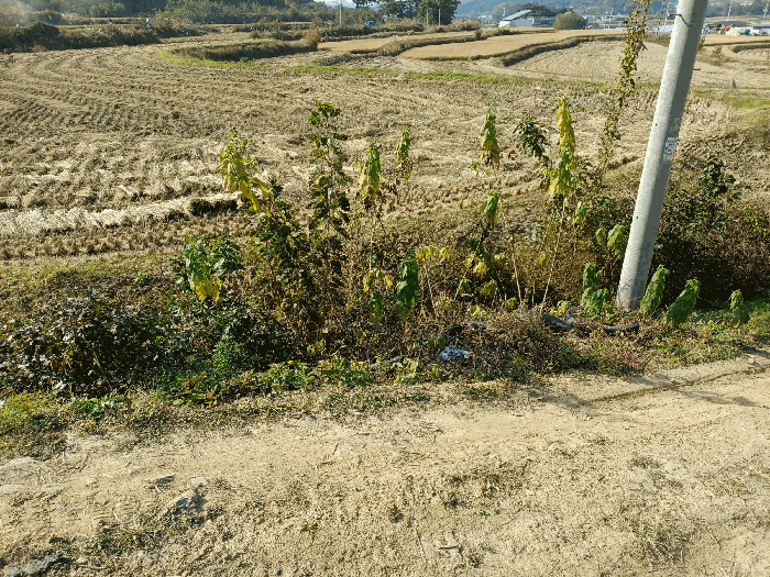 2025타경100549