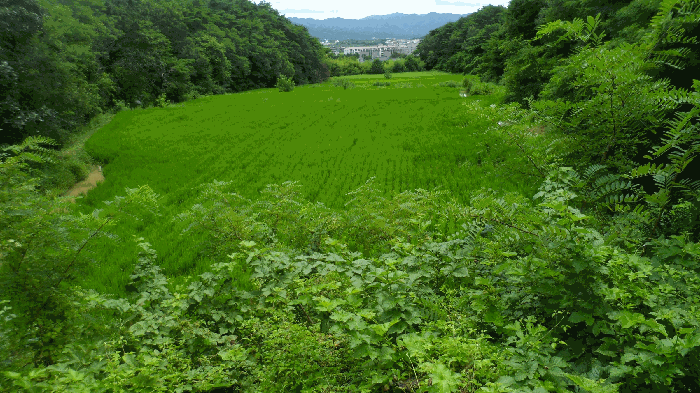 기호3) 전경