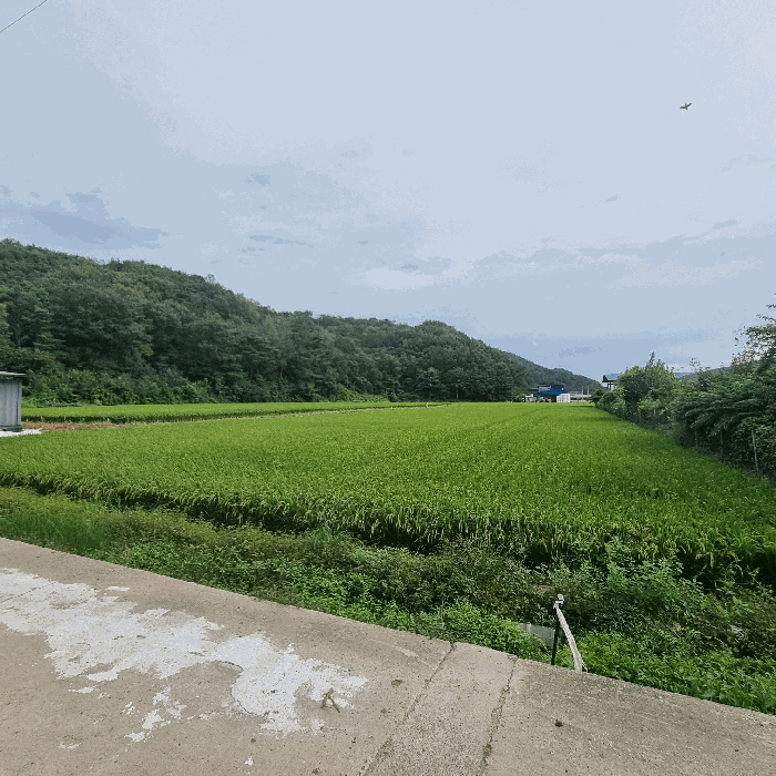 본건 전경