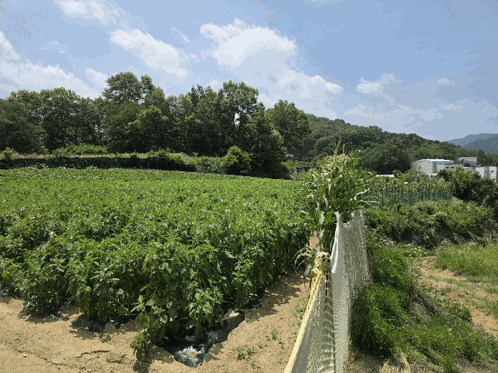 본건 북서측 전경